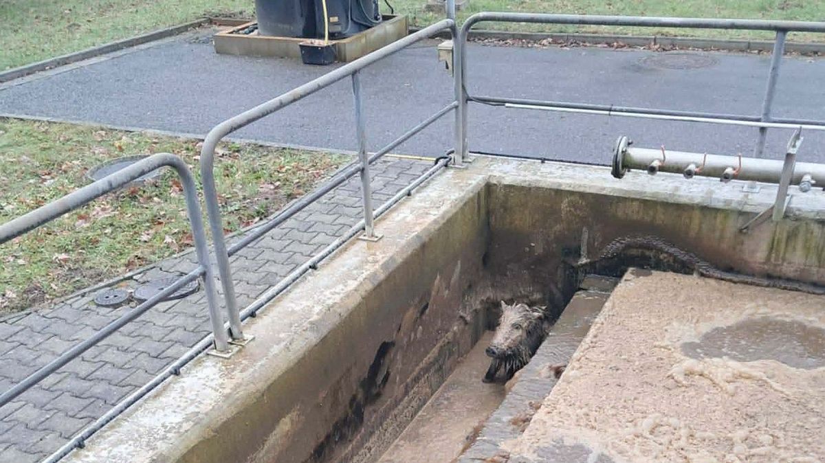 V Letovicích skončil divočák mezi výkaly. Z jímky se nakonec dostal bez pomoci hasičů